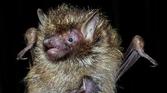 <b>Guwahati:</b> A new species of golden-haired tube-nosed bat — Harpiola isodon — was found at two locations in Mizoram, taking the number of bat species in the country to 136. “Based on morphometric and genetic analyses of a recently captured specimen from Mizoram state in India, we report the sighting of Harpiola isodon from India and extend its eastward range by over 1,000 km,” an article in the latest edition of the zoological journal Zootaxa, published on Wednesday, said.
