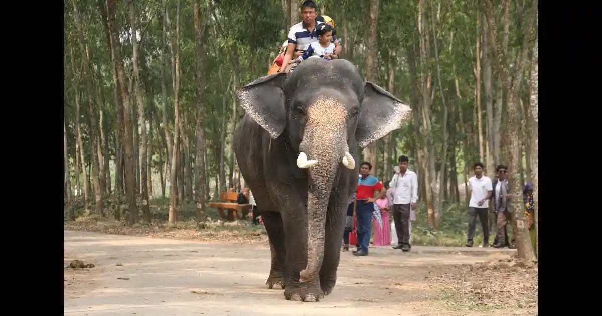 As part of the conservation process for Asian elephants, Bangladesh has taken a new step to retrieve captive elephants from their current owners and