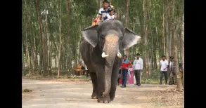 As part of the conservation process for Asian elephants, Bangladesh has taken a new step to retrieve captive elephants from their current owners and