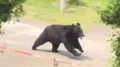A bear that was holed up inside an electronics factory in north-east Japan after attacking four people has eluded capture, apparently by opening a window by