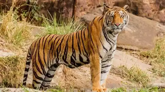 Famous for its prolific biodiversity and breathtaking landscape, India is also considered to be the home to an astonishing line-up of wild big cats