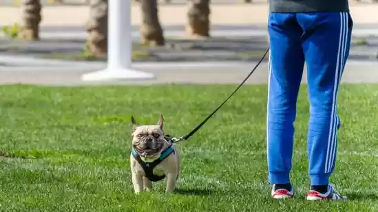 Bengaluru advocate sexually harassed while walking her dog