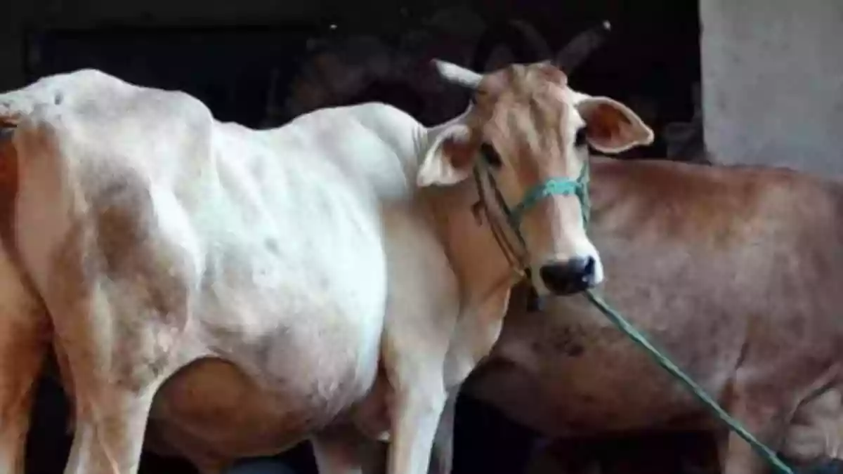 Bengaluru Man Caught On Camera Sexually Assaulting Cow