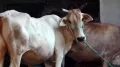 Bengaluru City Police have launched an extensive search operation after a man was allegedly caught on CCTV sexually assaulting a cow in central Bengaluru