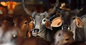The Bharatiya Janata Party government in West Bengal on Wednesday made it mandatory for persons to obtain a certificate before slaughtering animals such as