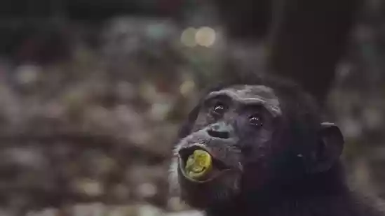 Blame Our Love of Booze on Our Primate Ancestors