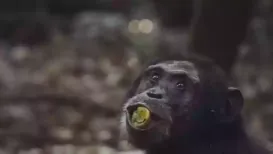 Why does a glass of wine make a holiday party feel more festive? It might be because our forebears used to party. Not the ancient Greeks