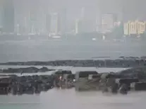 Voting for the Brihanmumbai Municipal Corporation elections is set for January 15, 2026. Counting of votes will take place on January 16