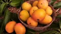 The buzz around Indian mangoes in the United States has surged again after a viral post revealed just how quickly fresh stock is snapped up