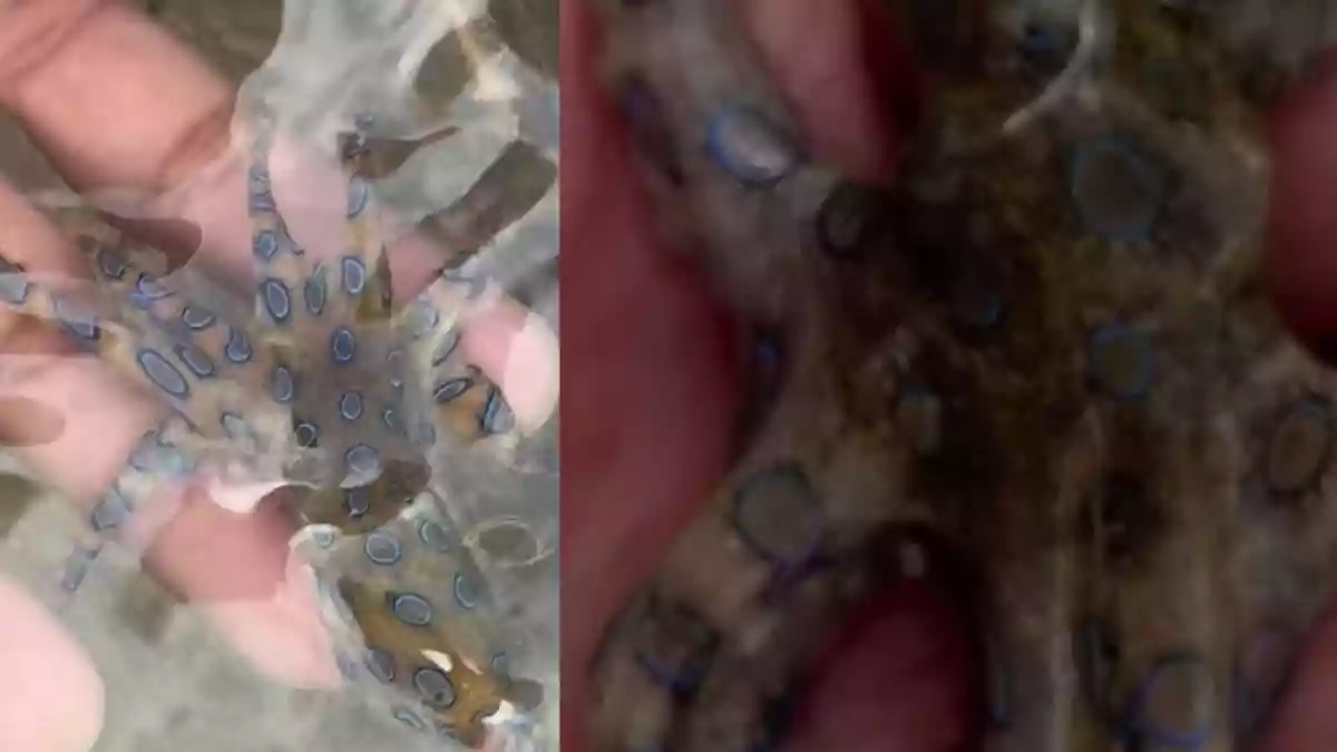 British Man, Unknowingly, Plays With ‘Baby’ Octopus 1000 Times Deadlier Than Cyanide