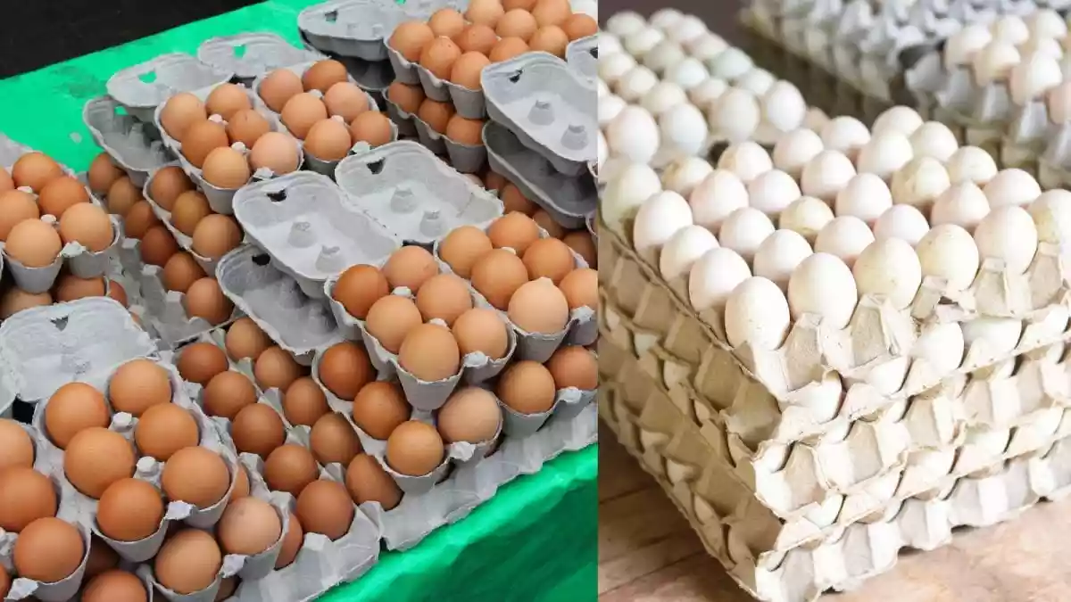 Brown Eggs Vs White Eggs
