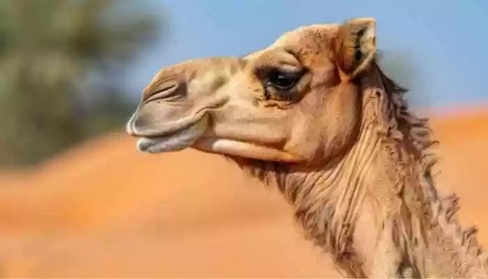 Camel lip fillers
