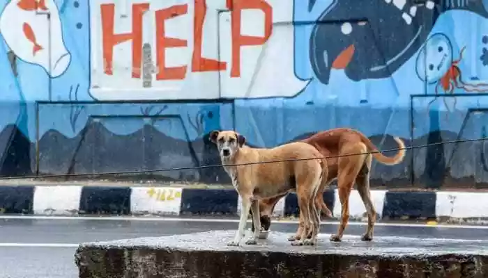 Telangana Police have registered a case against Yacharam village panchayat authorities following allegations that around 100 stray dogs were killed