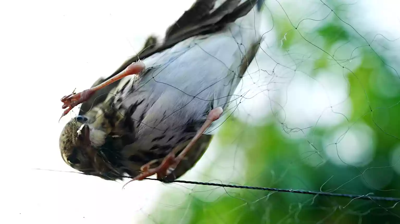 Catching the hunters trapping rare songbirds in China