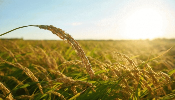 This decision of temporary discontinuation of fortification process does not entail any reduction in foodgrain entitlements and will not affect operations