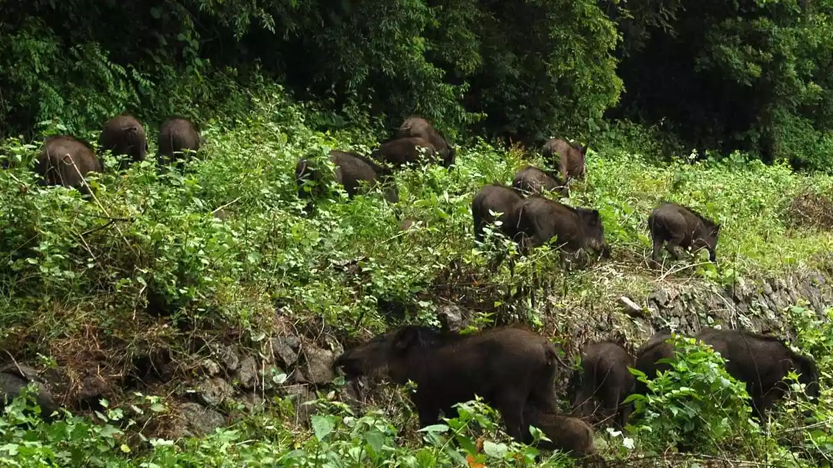 Centre includes wild animal attacks