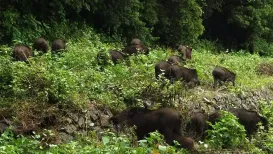 The Union Agriculture Ministry on Tuesday (November 18, 2025) recognised the modalities for covering crop loss due to wild animal attacks and paddy inundation