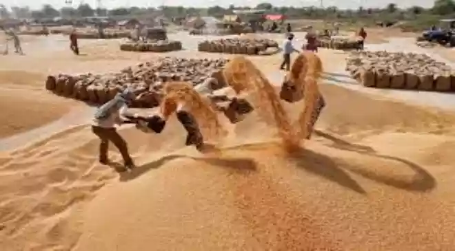 The all-India wheat production is projedted at 110.65 million tonnes, slightly above the 109.63 million tonnes produced in 2024-25
