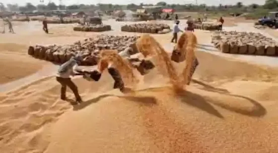 The all-India wheat production is projedted at 110.65 million tonnes, slightly above the 109.63 million tonnes produced in 2024-25