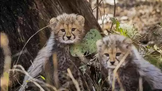 Cheetah cub run over on Agra–Mumbai highway after escaping Kuno National Park