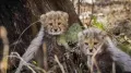 <b>Bhopal:</b> A cheetah cub born in India was killed after being hit by a speeding vehicle on the Agra–Mumbai National Highway at the