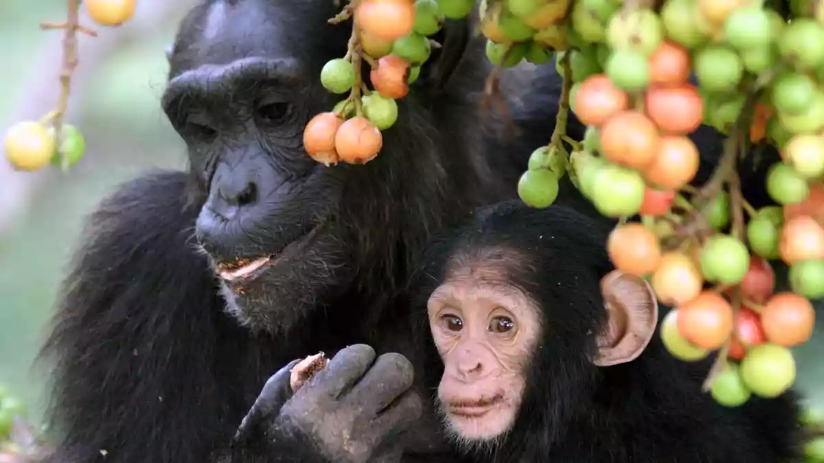 Chimps imbibe two cocktails’ worth of ethanol daily from ripe fruits