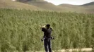 For half a century, millions of workers have repeated a task across the deserts in northern China: inserting forearm-length sticks into shifting sand