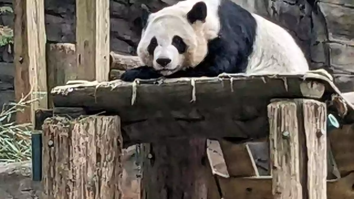 China on Friday (April 24, 2026) announced it will send two giant pandas to Zoo Atlanta in the U.S., in Beijing's latest efforts of panda diplomacy despite