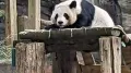 China on Friday (April 24, 2026) announced it will send two giant pandas to Zoo Atlanta in the U.S., in Beijing's latest efforts of panda diplomacy despite