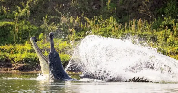 A male and female leopard locked in a ferocious clash, a Changeable hawk-eagle taking flight with the remains of a kill and a vast congregation of cormorants