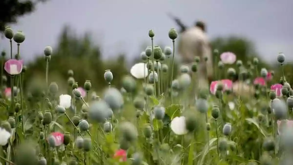 Congress grills BJP on opium cultivation issue