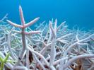 Research indicates that governments may not meet the UN's 30 by 30 biodiversity conservation target by 2030. Despite some progress