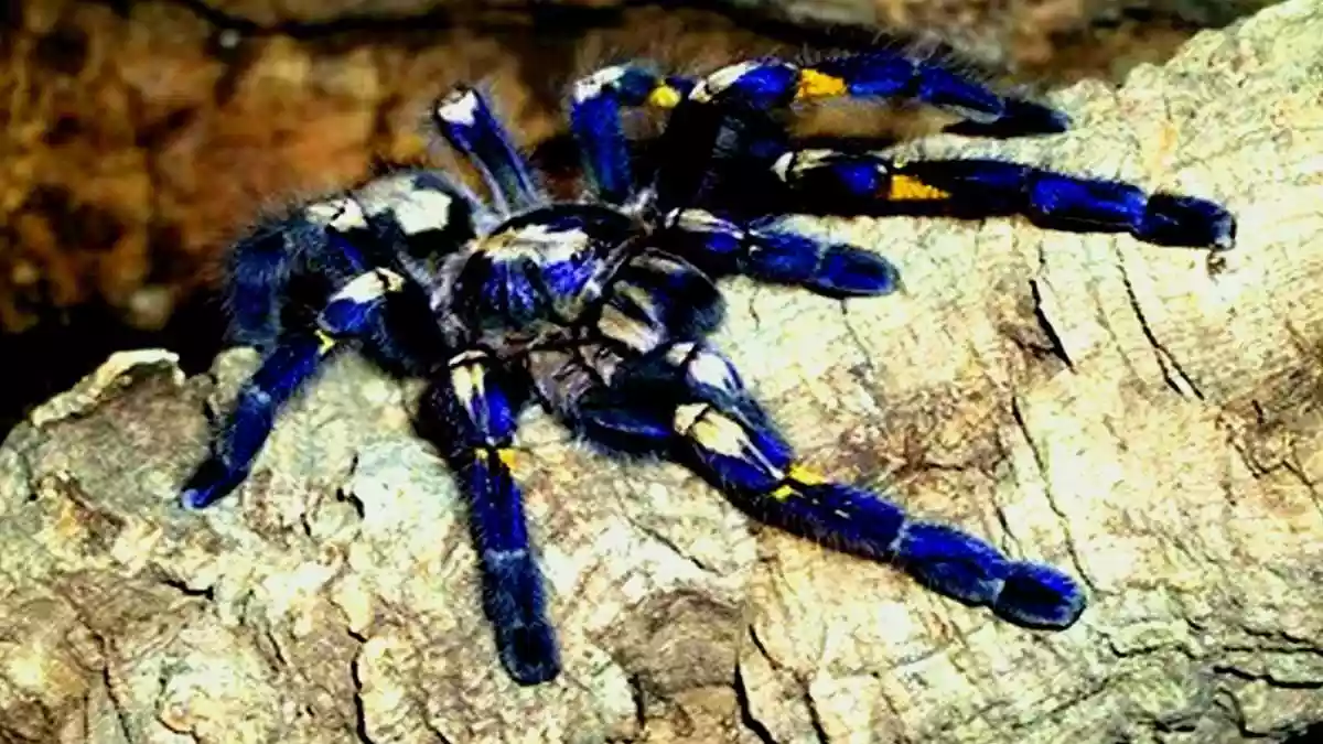 A striking, electric-blue spider from the Eastern Ghats has spun its way into public conversation after Andhra Pradesh Deputy Chief Minister Pawan Kalyan