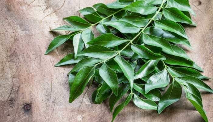 Curry leaves, known as Kadi Patta in India, are not just a flavorful addition to South Asian dishes—they're also packed with powerful health benefits. These aromatic leaves, derived from the Murraya koenigii plant, have been used in Ayurvedic and traditional medicine for centuries. Whether consumed fresh, dried, or in powdered form, curry leaves offer numerous advantages for overall health. Here are ten science-backed benefits of adding curry leaves to your daily diet: