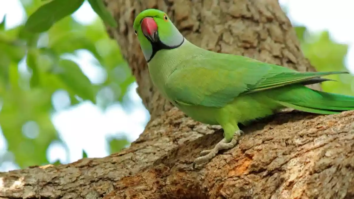 Deadly bird virus PaBV-4 identified for first time in India