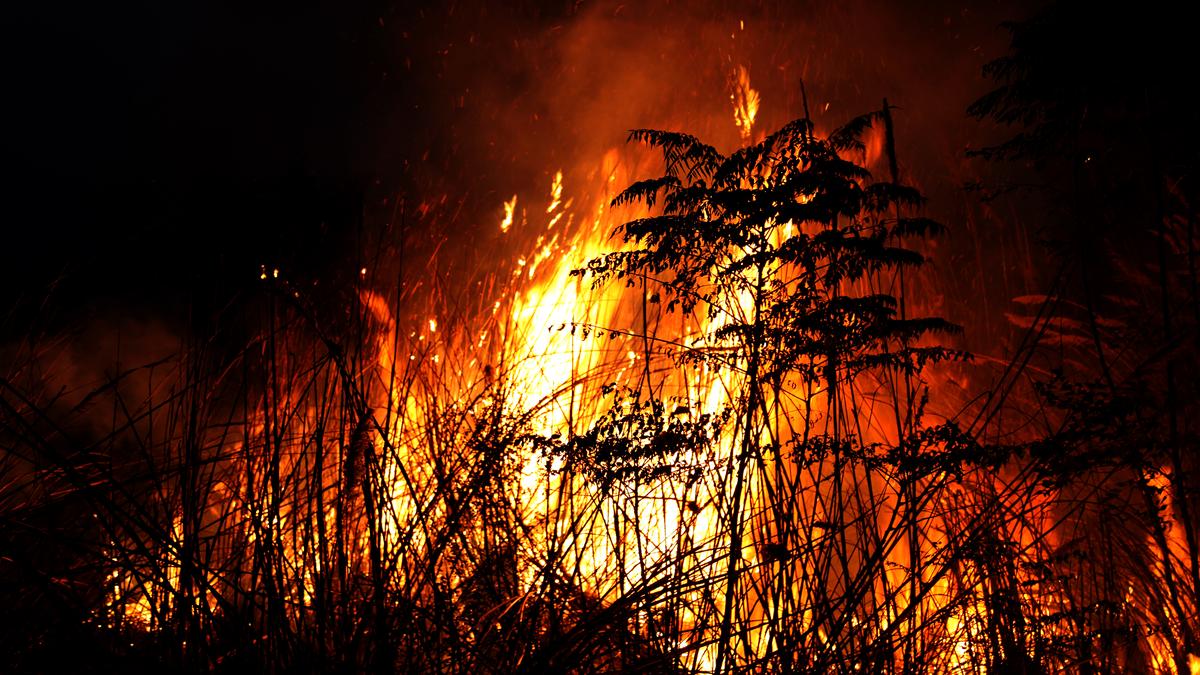 Forest fires killed 12 people and injured dozens in northeastern Algeria on Wednesday (August 26, 2026), the Interior Minister and Civil Protection authorities
