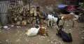 The municipal corporation in Uttar Pradesh’s Varanasi has closed down a decades-old goat market ahead of Bakrid, claiming that it had received complaints