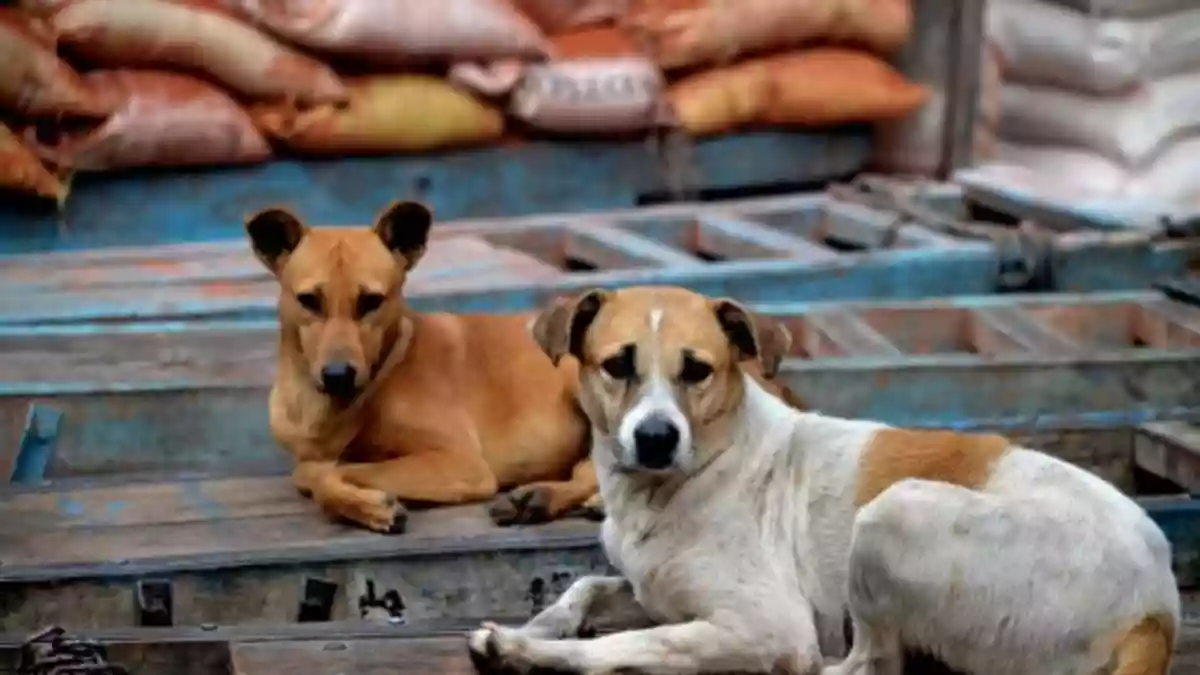 Delhi Govt Denies Instructing Teachers To Conduct Stray Dog Census