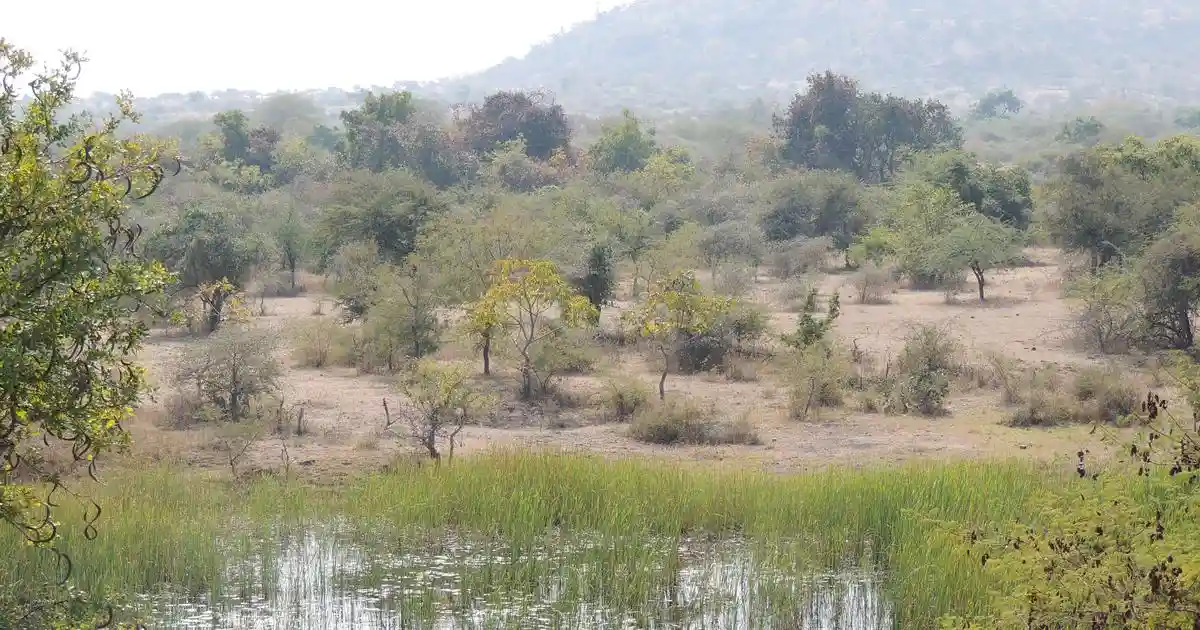 It might have been just another coffee session between two researchers catching up on their work, but when Ashish Nerlekar noticed the mention of savannah