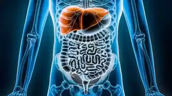 The liver is a critical organ that plays an important role in maintaining overall health. It acts as a natural filter, removing toxins from the blood so that