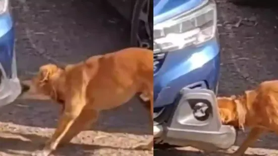 A small moment from North Goa has suddenly become everyone's favourite talking point online. A stray dog surprised people when he managed to pull off something