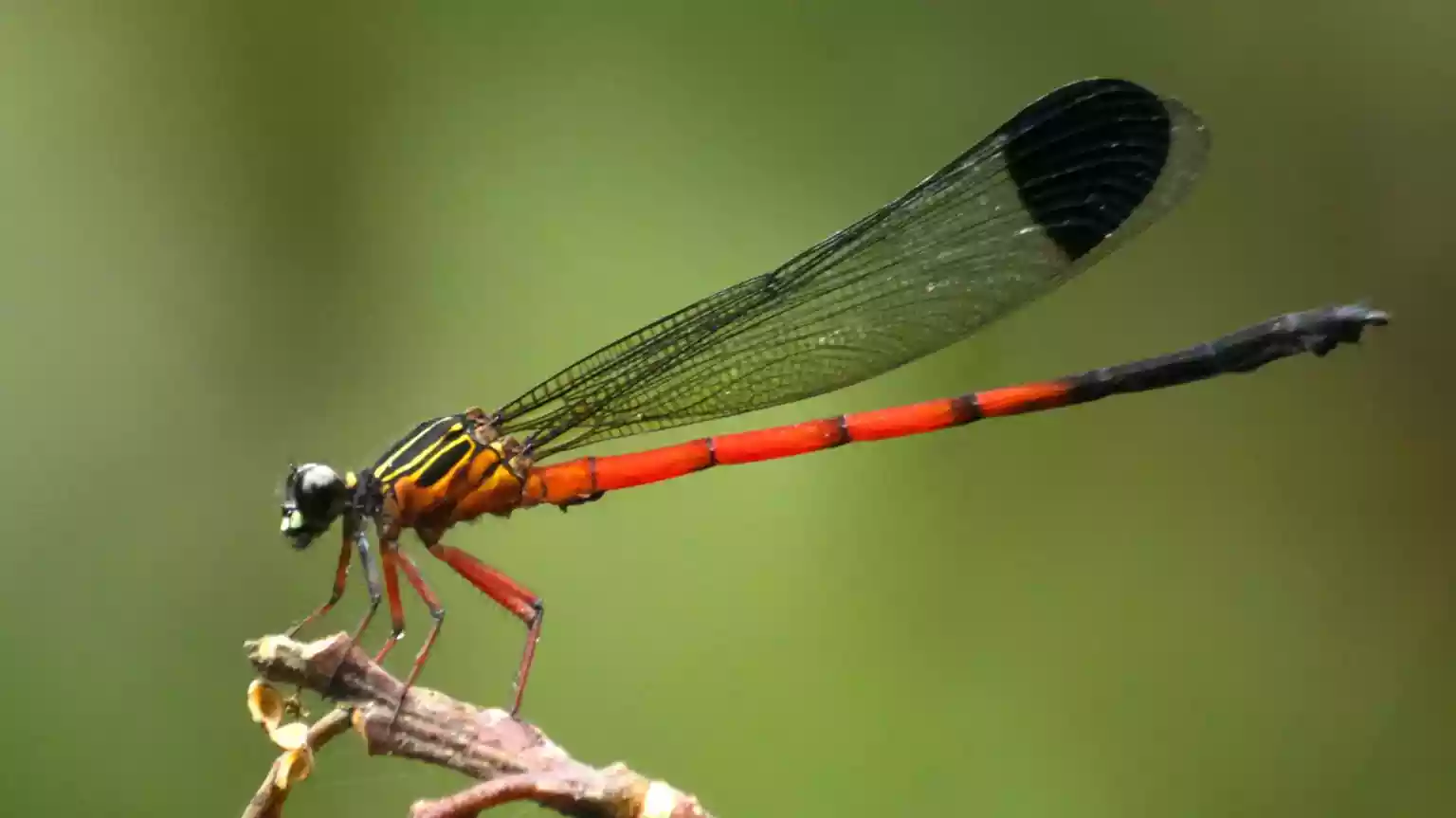 A first-of-its-kind study of dragonfly and damselfly species in India's Western Ghats - one of the world's most important biodiversity hotspots - has revealed
