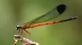 A first-of-its-kind study of dragonfly and damselfly species in India's Western Ghats - one of the world's most important biodiversity hotspots - has revealed