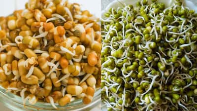 During the monsoon season, we tend to be extra cautious about what we eat and drink. When it comes to having a healthy breakfast, sprouts often top the list. However, a common question arises: should sprouts be eaten raw or steamed? While raw sprouts are loaded with nutrients and fibre, they carry a risk of bacterial contamination.