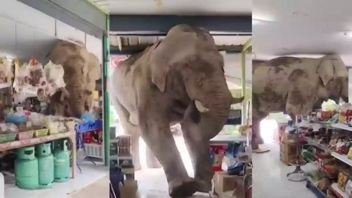A hilarious video from Thailand is taking the internet by storm, showing a massive wild elephant casually strolling into a small convenience store like it’s