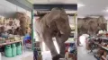 A hilarious video from Thailand is taking the internet by storm, showing a massive wild elephant casually strolling into a small convenience store like it’s