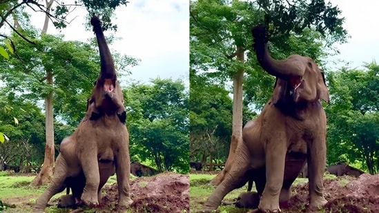 Elephants have long been admired for their intelligence, strength, and gentle nature, and a recent video has once again demonstrated just how extraordinary these majestic creatures truly are. The clip, shared on Instagram, features a female elephant named NongPeng cleverly stretching and manoeuvring herself to reach a bunch of fresh leaves high up in a tree — a delightful sight that has captivated viewers.