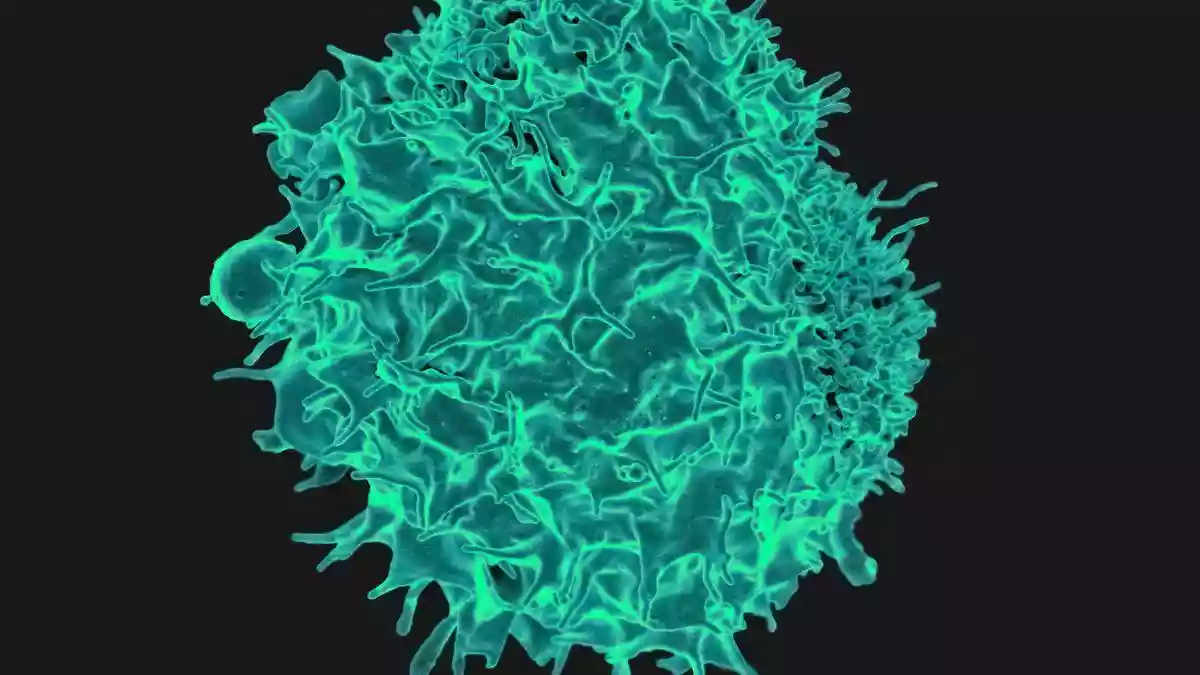 Chimeric antigen receptor (CAR) T-cell therapy, an approach that modifies a patient’s own immune cells to hunt down cancer, has transformed treatment for