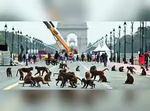 The National Board of Wildlife has restored Schedule II protection to the Rhesus Macaque, ensuring stricter safeguards against hunting, trade, and cruelty