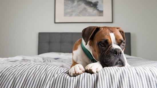 Ever happen that just as you are about to leave for work, your pet lets out sad whimpers, pawing at you pitifully? That little look can make your morning commute to work feel like the world's toughest farewell. And this isn't just another mischievous antic, it's real. Your furry companions do feel anxiety, especially when you leave. And the cases of pets with separation anxiety are more so today.